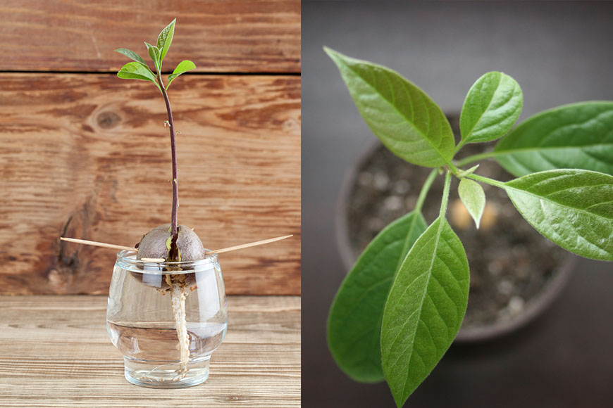 Avocado seed with root and sprout with leaves in glass with water – fourth growth stage of avocado plant