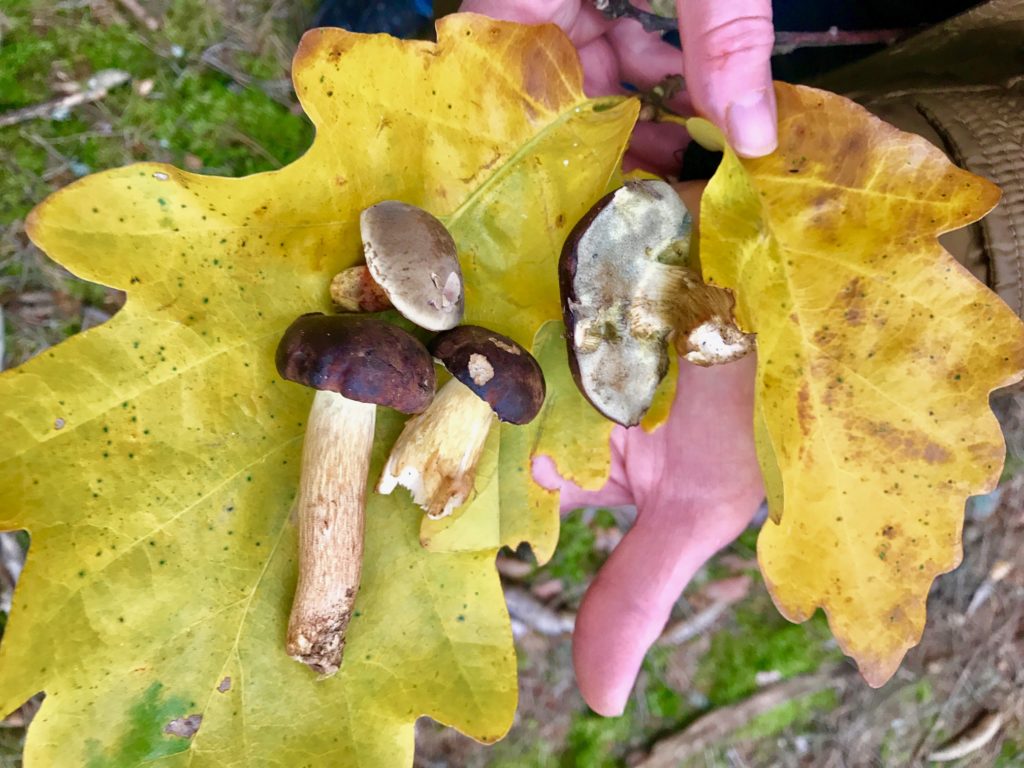 rohlik-jedle-lesni-houby